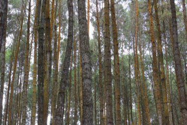 Gölgeli ve yoğun çam ormanları