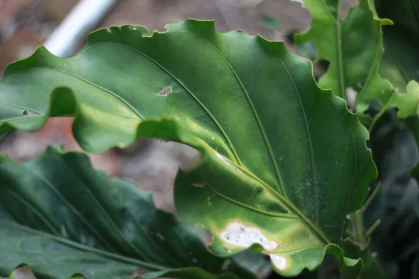 Folhas Arbusto Verdes Natureza — Fotografia de Stock