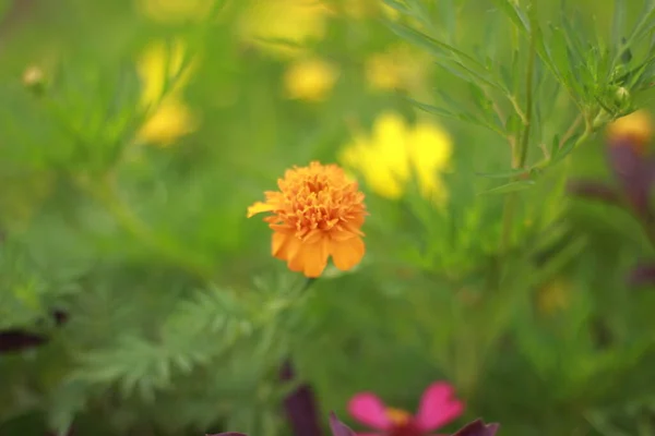 Flores Silvestres Naranjas Que Crecen Jardín — Foto de Stock