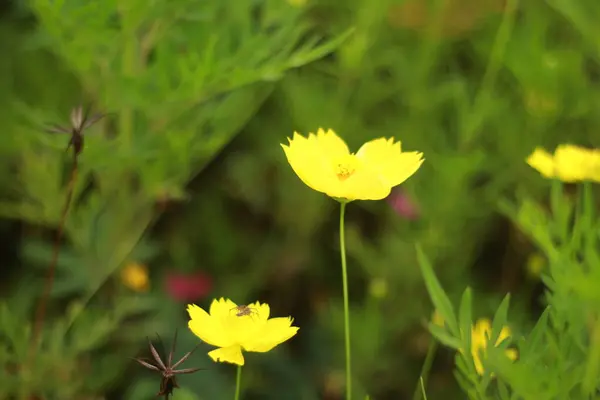 Flores Silvestres Que Crecen Naturalmente Amarillas — Foto de Stock