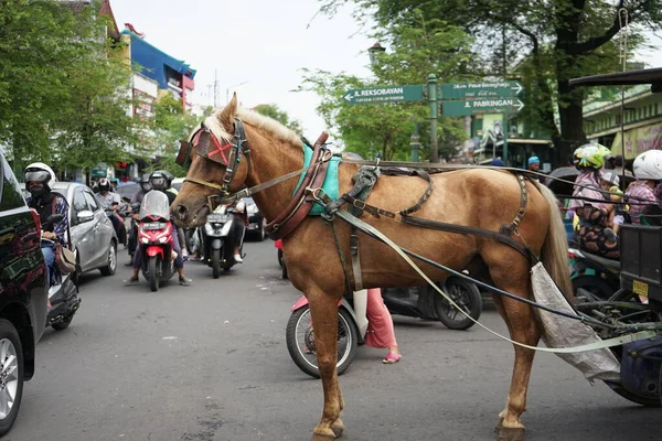 Brown Horse Standing Road — Stock Photo, Image