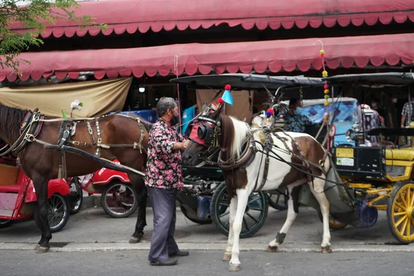 Coachman Takes Care Horse — Stock Photo, Image