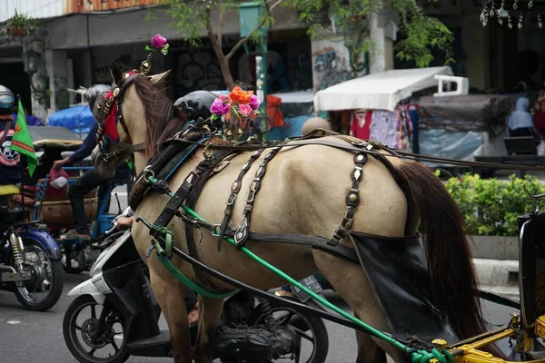 White Horse Pulling Wagon — Stock Photo, Image