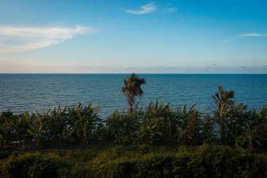 Deniz kenarındaki yeşil ağaçların güzel manzarası