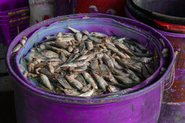 Balık pazarındaki büyük markette taze balık