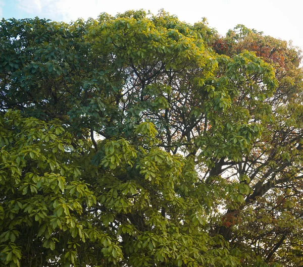 Folhas Verdes Densas Uma Grande Árvore — Fotografia de Stock