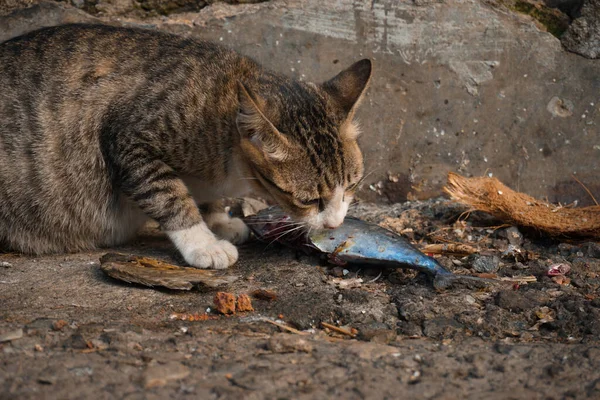 Дикая Кошка Жадно Ест Большую Рыбу — стоковое фото