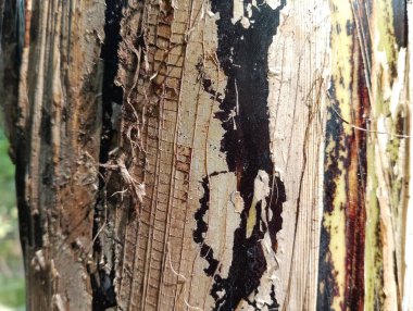 Muz ağacı göbeğini kapat.