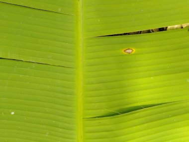Muz Yaprak dokusu yakın çekim