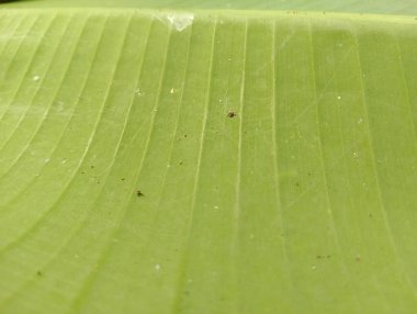 Muz Yaprak dokusu yakın çekim