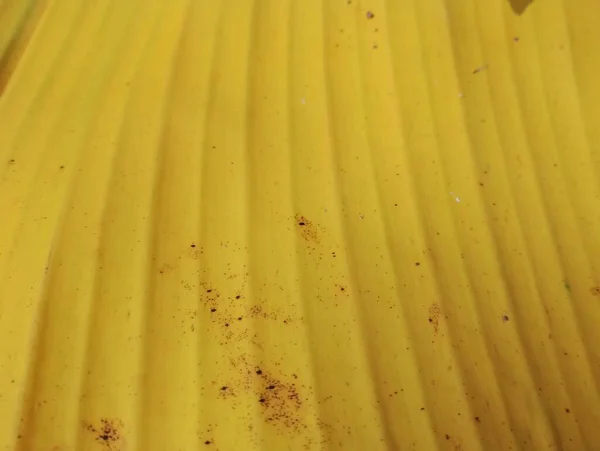 Texture Foglia Banana Vicino — Foto Stock