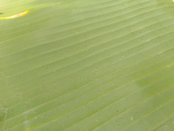 Banana Leaf Konsistens Nära Håll — Stockfoto