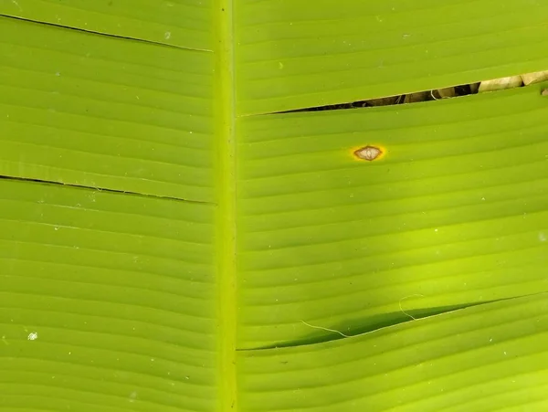 Textura Hoja Plátano Cerca — Foto de Stock