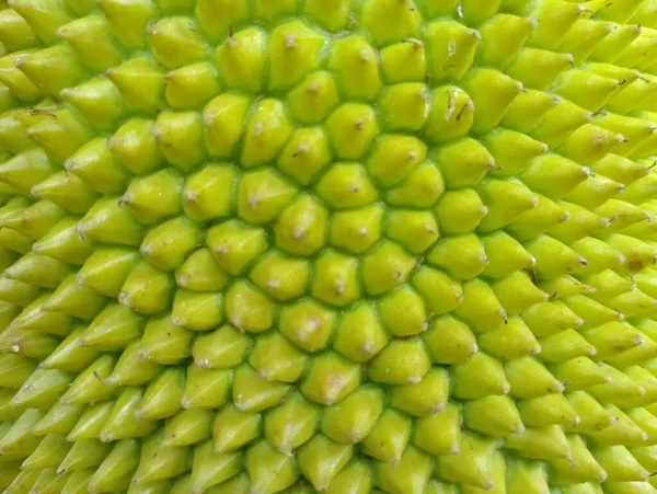 Jackfruit Skin Close Tropical Fruit — Stok Foto