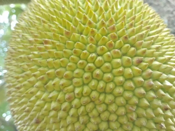 Jackfruit Bőr Közelről Trópusi Gyümölcs — Stock Fotó