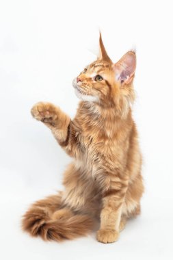 Maine Rakunu 'nun kırmızı kedisi beyazın üstünde ürer.