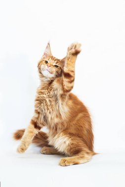 Maine Rakunu 'nun kırmızı kedisi beyazın üstünde ürer.