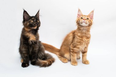 Beyaz arka planda üç yavru Maine rakunu.