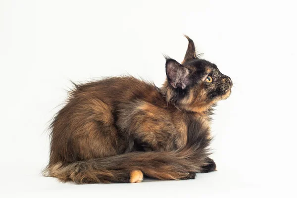 Tortoiseshell Γατάκι Της Φυλής Maine Λευκό — Φωτογραφία Αρχείου