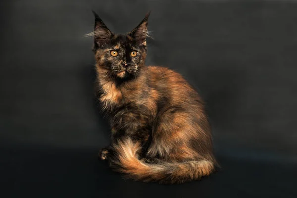 Tortoiseshell Gatito Maine Coon Crianza Negro — Foto de Stock