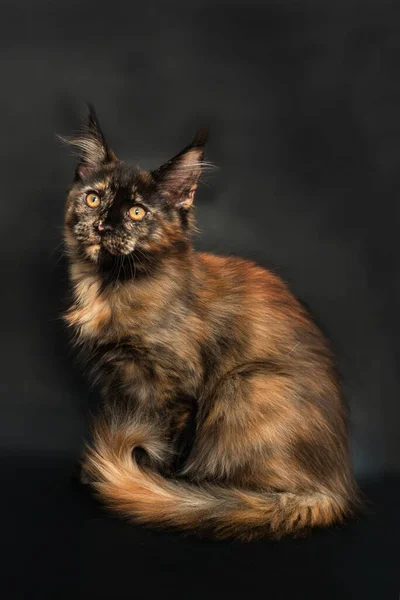 Tortoiseshell Gatito Maine Coon Crianza Negro — Foto de Stock