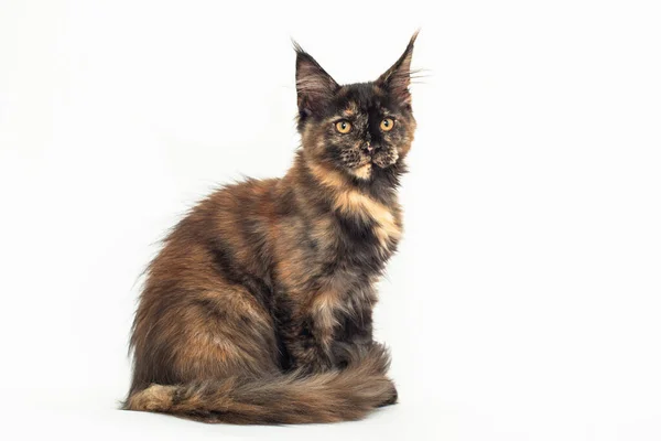 Tortoiseshell Γατάκι Της Φυλής Maine Λευκό — Φωτογραφία Αρχείου