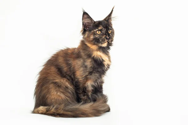 Tortoiseshell Γατάκι Της Φυλής Maine Λευκό — Φωτογραφία Αρχείου