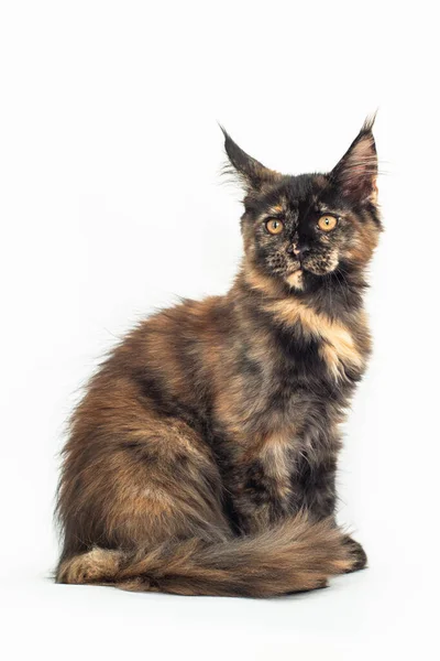 Tortoiseshell Γατάκι Της Φυλής Maine Λευκό — Φωτογραφία Αρχείου