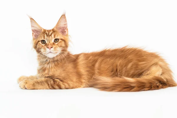 白のメインコーン品種の赤い子猫 — ストック写真