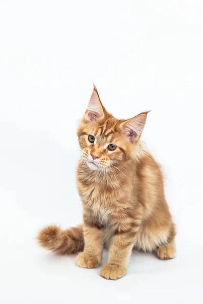 Gatinho Vermelho Raça Maine Coon Branco — Fotografia de Stock