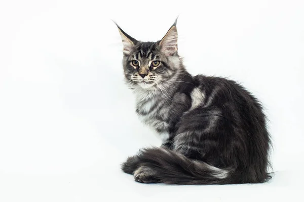 Gatito Raza Mei Kun Sobre Fondo Blanco —  Fotos de Stock