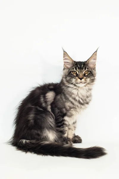 Котенок Породы Мэй Кун Белом Фоне — стоковое фото