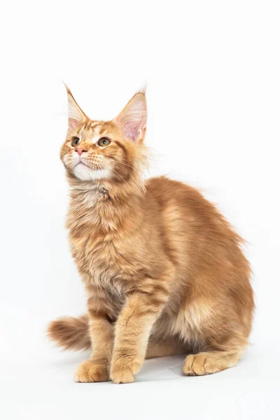 白のメインコーン品種の赤い子猫 ストック画像
