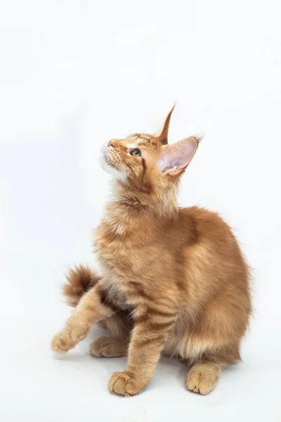 白のメインコーン品種の赤い子猫 ロイヤリティフリーのストック写真