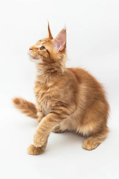 白のメインコーン品種の赤い子猫 ストックフォト