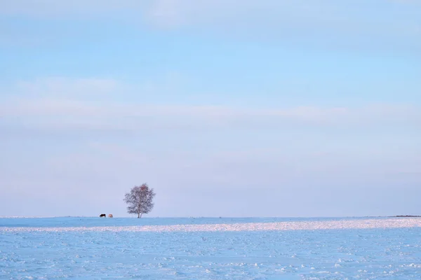 Zimowy Krajobraz Koniami Domowymi Tle Wieczornego Nieba — Zdjęcie stockowe