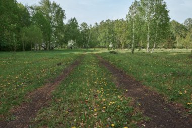 İlkbaharda çiçek açan ormanda yol.