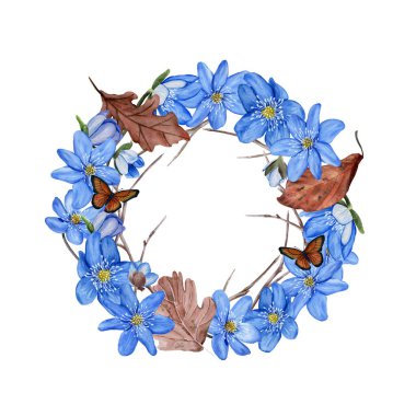 Hepatica mavi bahar çiçekleri, yapraklar. Suluboya çizimi. Beyaz arka planda izole edilmiş. Elle boyanmış kart. tasarım için resimleme.