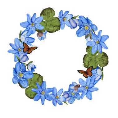 Hepatica mavi bahar çiçekleri suluboya tasarımı. Beyaz arkaplanda izole.