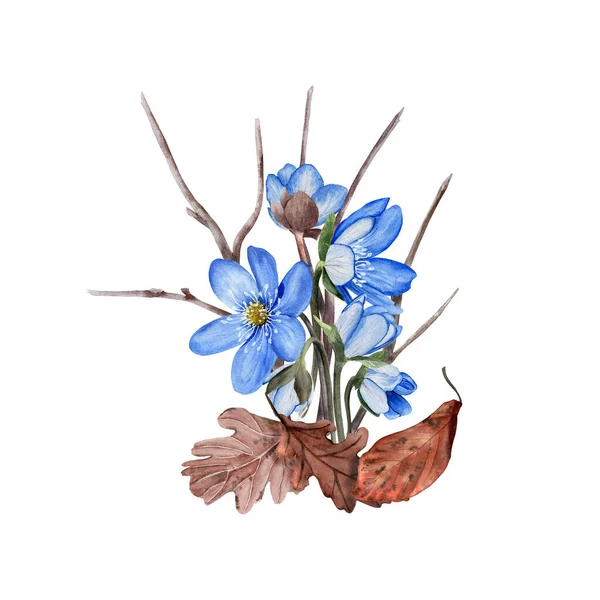 Печёночная голубая весна цветы акварель дизайн. Изолированный на белом фоне. — стоковое фото
