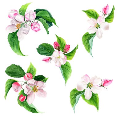 Elma ağacı dalları açıyor. Suluboya çizimi beyaza izole edildi.