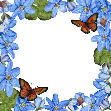 Hepatica mavi bahar çiçekli çerçevesi. Suluboya tasarımı. Beyaz arkaplanda izole.