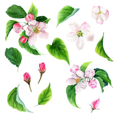 Elma ağacı açan suluboya seti beyaz üzerine izole edildi