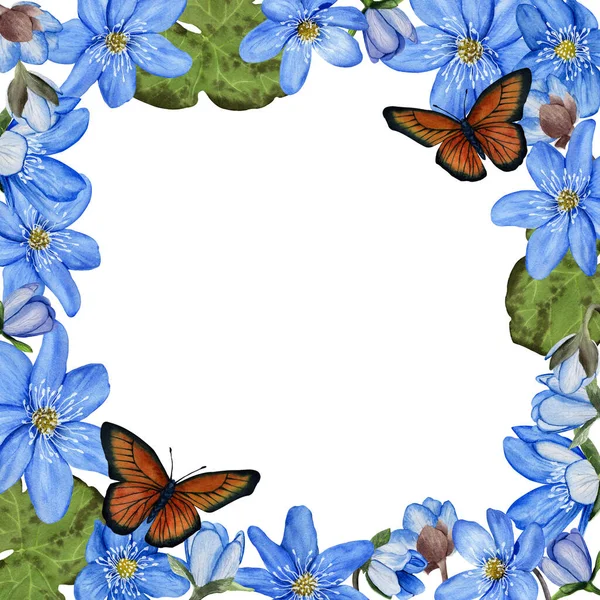 Hepatica mavi bahar çiçekli çerçevesi. Suluboya tasarımı. Beyaz arkaplanda izole.