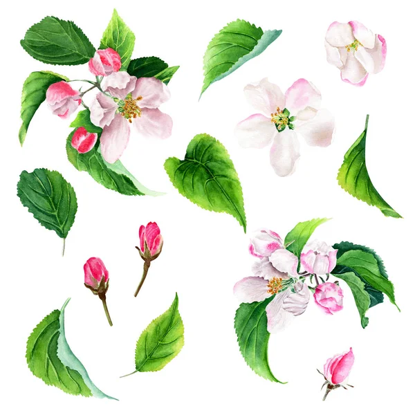 Elma ağacı açan suluboya seti beyaz üzerine izole edildi