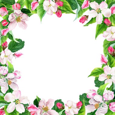 Elma ağacı çiçek açıyor. Botanik çiçek çerçevesi. Suluboya çizimi beyaza izole edildi