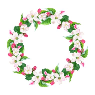 Çiçek açan elma ağacı çelengi. Suluboya çizimi beyaza izole edildi