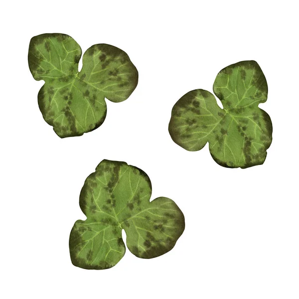 Hepatica leaves set. Isolated on white background — Stock Photo, Image
