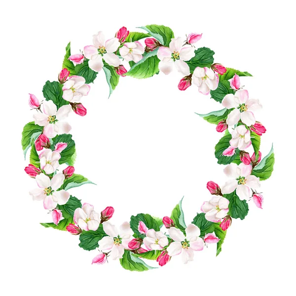 Çiçek açan elma ağacı çelengi. Suluboya çizimi beyaza izole edildi