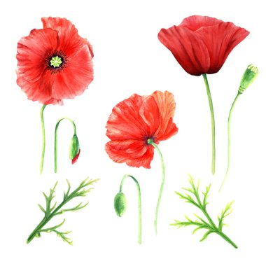 Poppies flower hand drawn set of floral elements, watercolor illustrations isolated on white background. For greeting card, invitation, clip art.